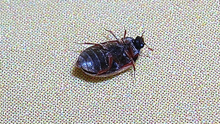 Spesso visto e spesso ignorato: Attagenus sp.